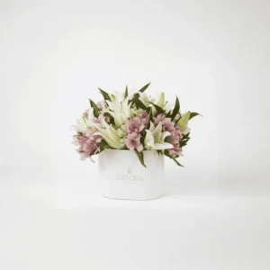 ميني ماكولاتا